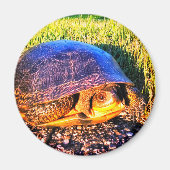 SCHILDPAD MAGNEET (Voorkant)