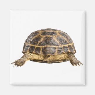 Schildpad Magneet