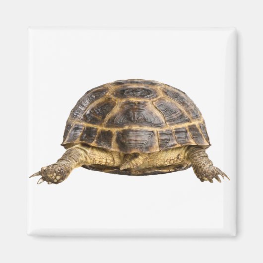 Schildpad Magneet (Voorkant)