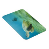 Schildpad Magneet (Rechterzijde)