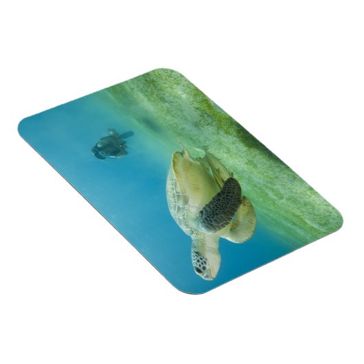 Schildpad Magneet (Rechterzijde)