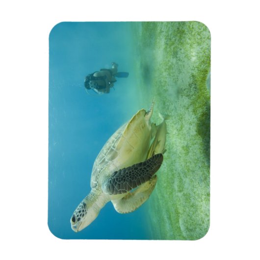 Schildpad Magneet (Verticaal)