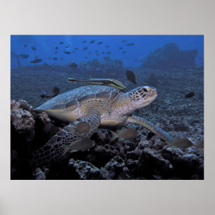 Schildpad met Hitchhiker Poster