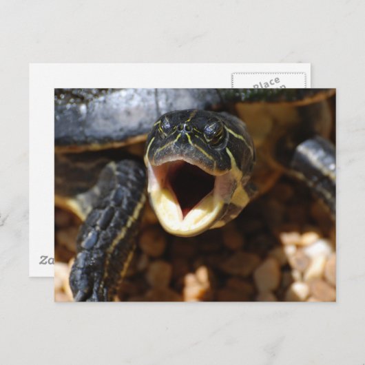 Schildpad met mond open Briefkaarten (Voorkant / Achterkant)