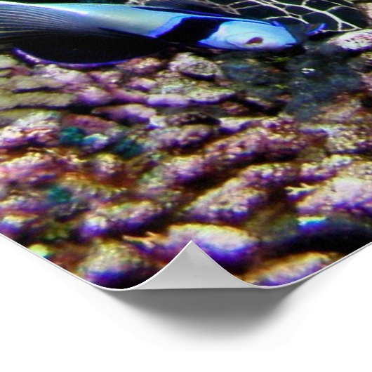 Schildpad met visPoster Poster (Hoek)