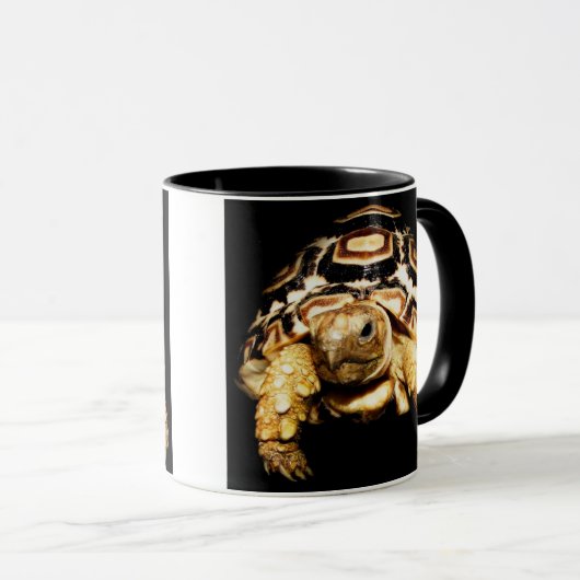 schildpad mok (Voorkant rechts)