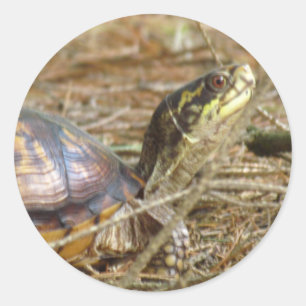 Schildpad - nek uit ronde sticker