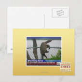 Schildpad ontvluchten briefkaart (Voorkant / Achterkant)