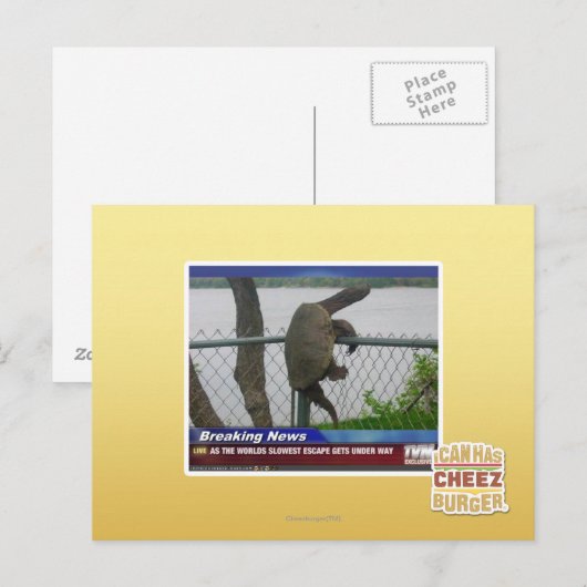 Schildpad ontvluchten briefkaart (Voorkant / Achterkant)