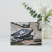 schildpad op de rotsen briefkaart (Staand voorkant)