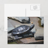 schildpad op de rotsen briefkaart (Voorkant / Achterkant)