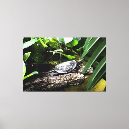 Schildpad op een stam canvas afdruk (Voorkant)
