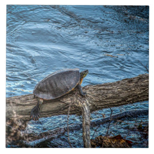 Schildpad op een Tegel van het Logboek Tegeltje