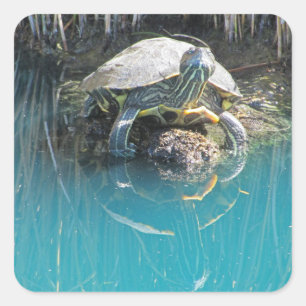 Schildpad op rots Waterreflectie Natuurfotografie Vierkante Sticker