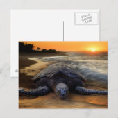 schildpad op zonsondergang briefkaart (Voorkant / Achterkant)