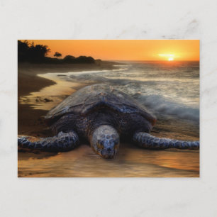 schildpad op zonsondergang briefkaart