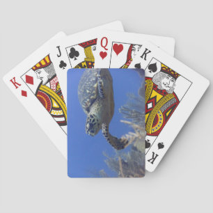 Schildpad Poker Deck