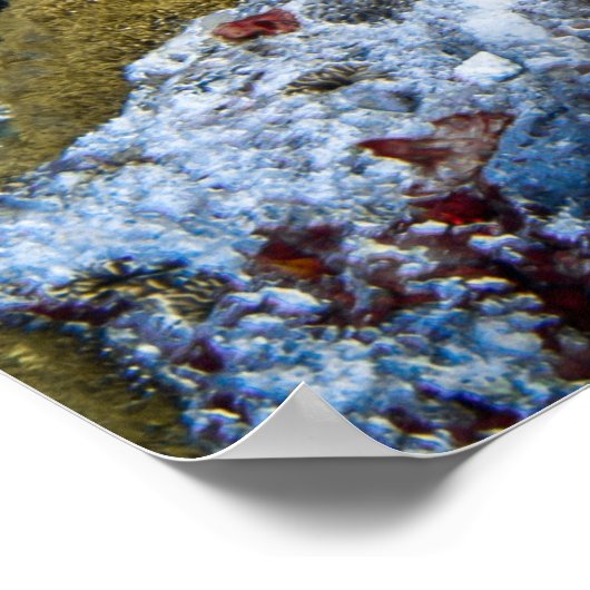 Schildpad Poster (Hoek)