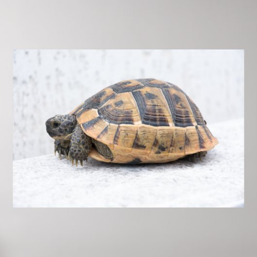 Schildpad Poster (Voorkant)