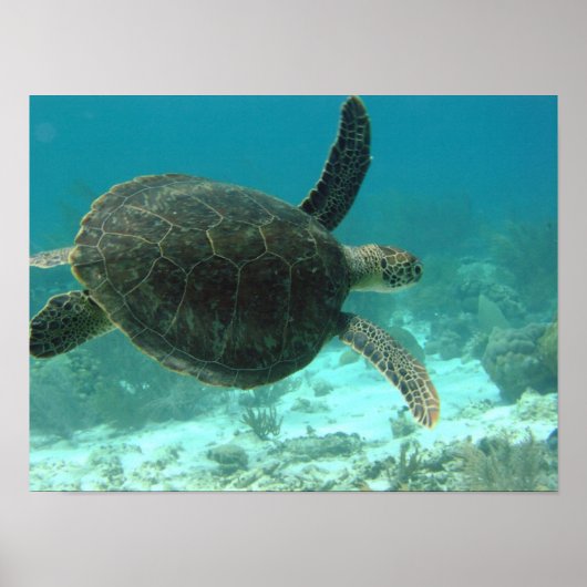 Schildpad Poster (Voorkant)