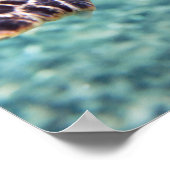 Schildpad Poster (Hoek)