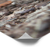 Schildpad Poster (Hoek)