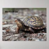 Schildpad Poster (Voorkant)