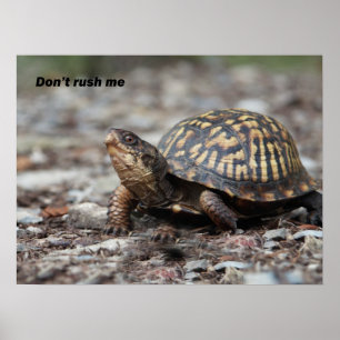 Schildpad Poster