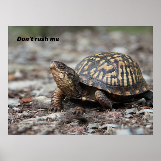 Schildpad Poster (Voorkant)