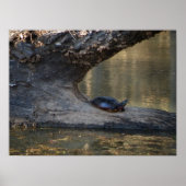 Schildpad Poster (Voorkant)