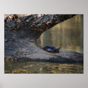 Schildpad Poster