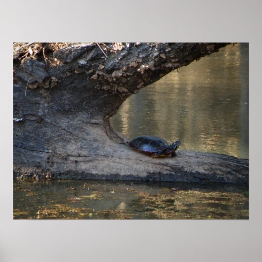 Schildpad Poster (Voorkant)