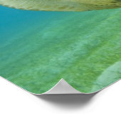 Schildpad Poster (Hoek)