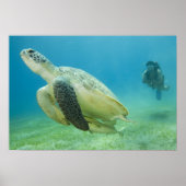 Schildpad Poster (Voorkant)