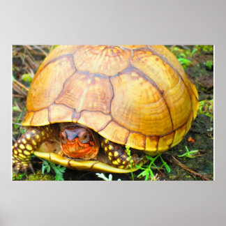 Schildpad Poster