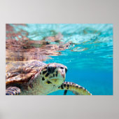 Schildpad Poster (Voorkant)