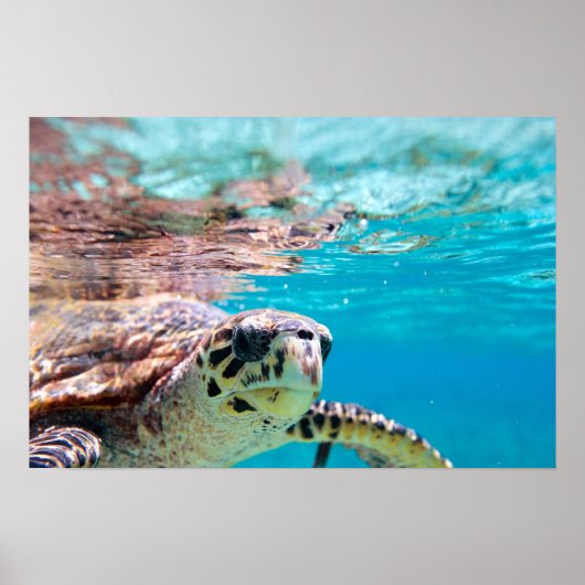 Schildpad Poster (Voorkant)