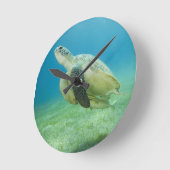 Schildpad Ronde Klok (Hoek)