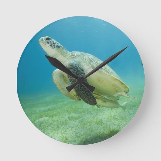 Schildpad Ronde Klok (Voorkant)