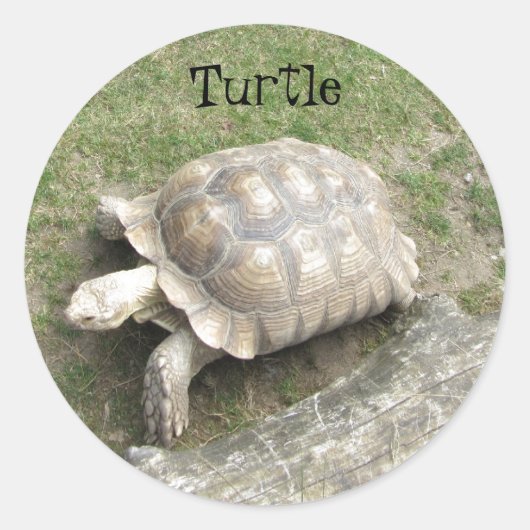 Schildpad Ronde Sticker (Voorkant)
