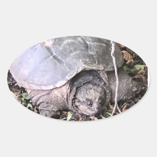 Schildpad Sticker (Voorkant)