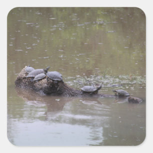 Schildpad Stickers