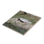 Schildpad Tegeltje (Zijkant)