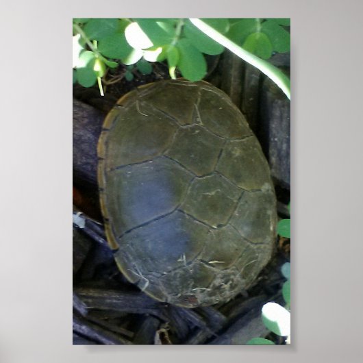 Schildpad tussen het groen poster (Voorkant)