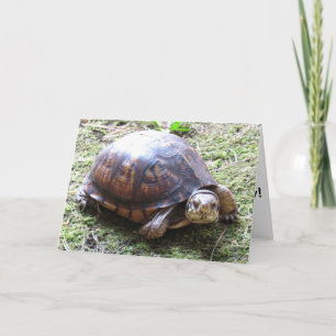 Schildpad - Verlate verjaardag Kaart