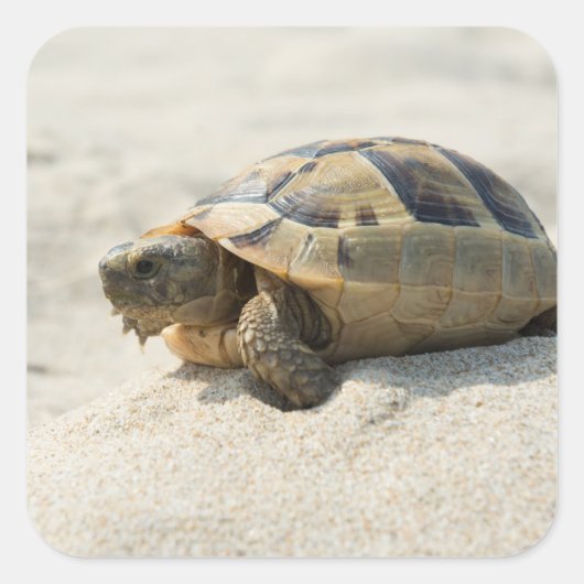 Schildpad Vierkante Sticker (Voorkant)