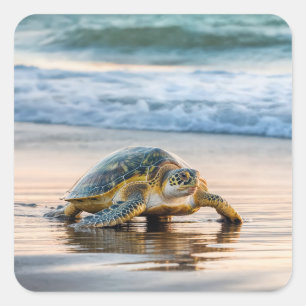 Schildpad wandelen op nat strandzand vierkante sticker