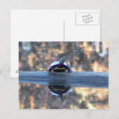 Schildpad weerspiegeld in Pond Briefkaart (Voorkant / Achterkant)