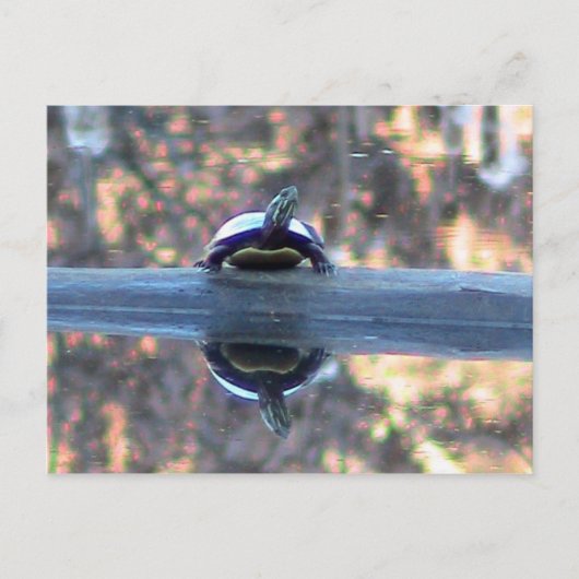Schildpad weerspiegeld in Pond Briefkaart (Voorkant)