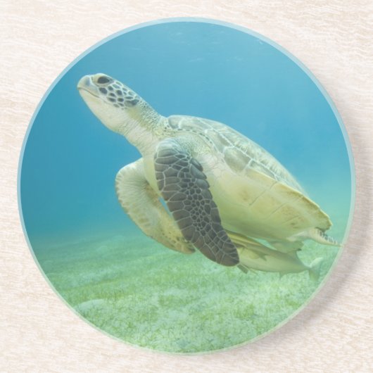 Schildpad Zandsteen Onderzetter (Voorkant)